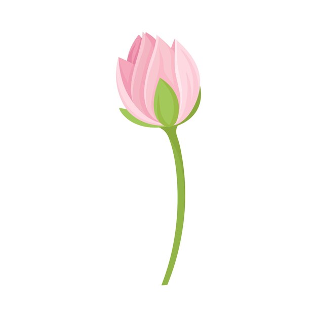 Semiclosed Waterlily Bud With Pink Petals and Floral Stem Vector Illustration Botany Decorative Element Concept