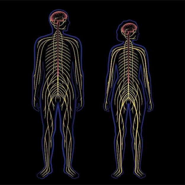 Sentral nervous system