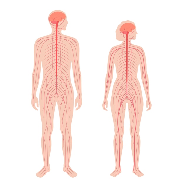 Sentral nervous system