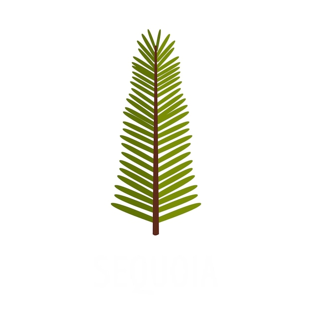 Sequoia leaf icon Flat illustration of sequoia leaf vector icon isolated on white background