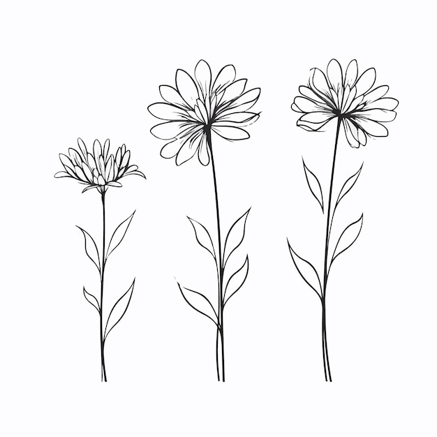 Serene aster illustrations evoking a sense of calm and tranquility