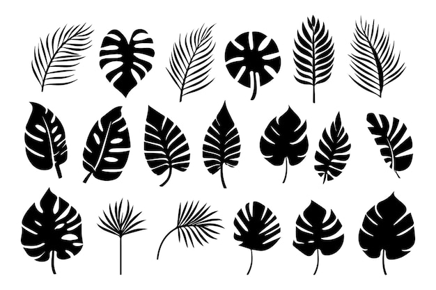 a series of black and white images of plants and leaves