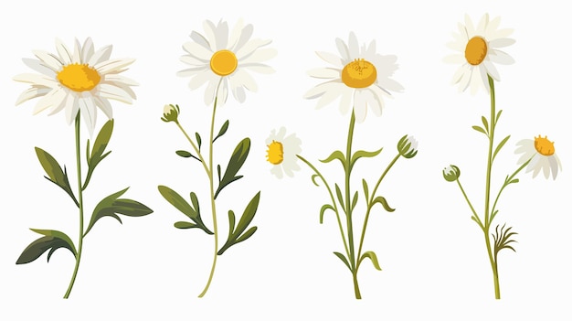 a series of flowers with a yellow center and the yellow center