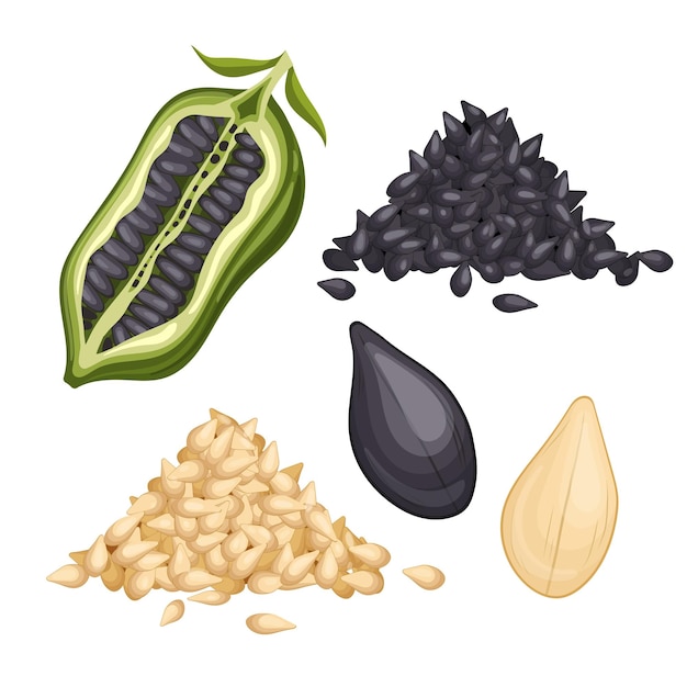 Sesame seed food set cartoon vector illustration