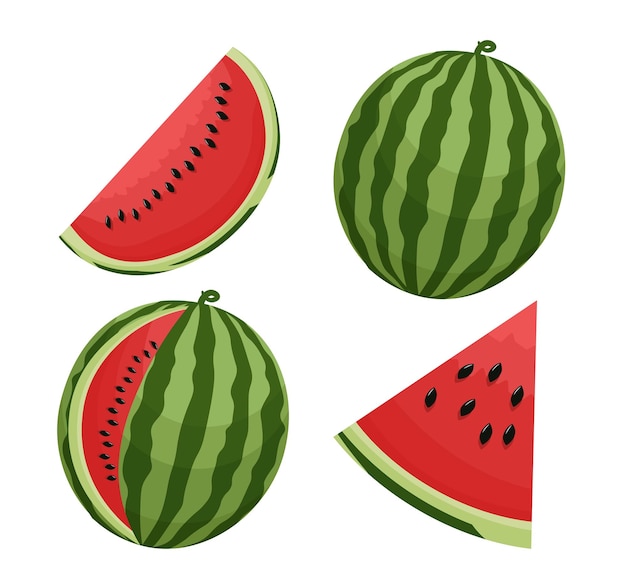 Set of 4 watermelon parts cartoon vector illustration Whole watermelon slices Melon fruit on white