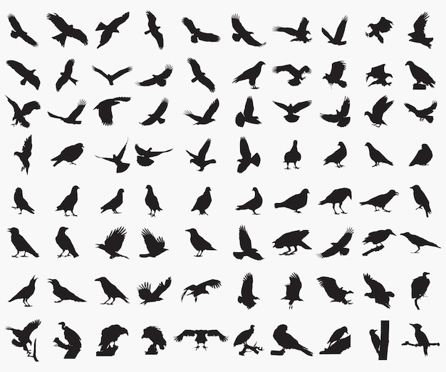 Set of 80 silhouettes of birds