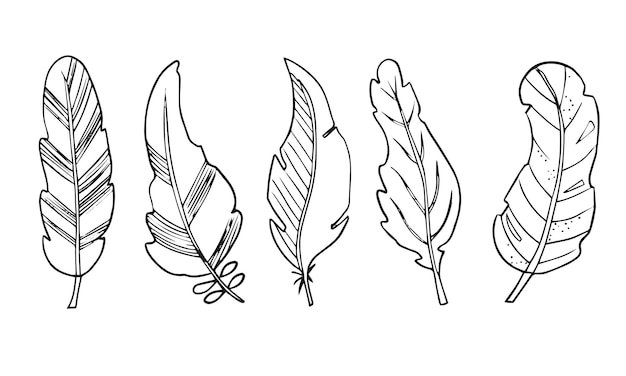 Set of abstract hand drawn bird feathers