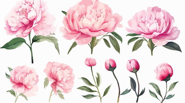 Vector set of abstract pink peony flowers and leaves