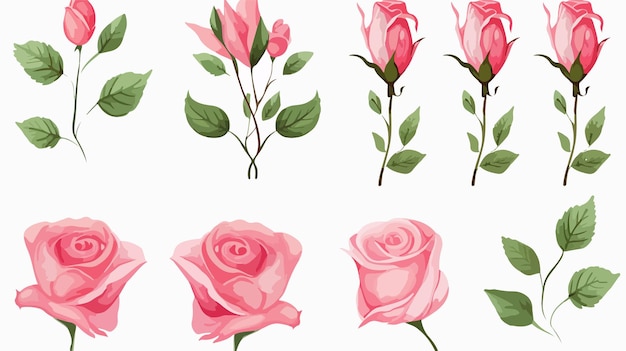 Set of Abstract Pink Roses and Green Leaves on White Background