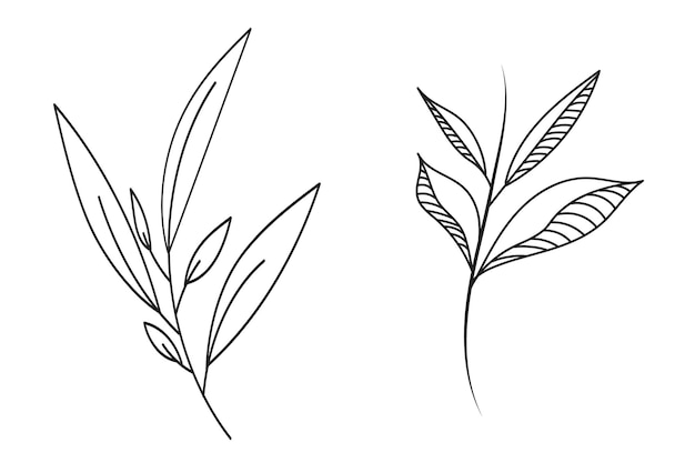 Set of abstract twigs with leaves isolated on a white background Vector handdrawn illustration in outline style