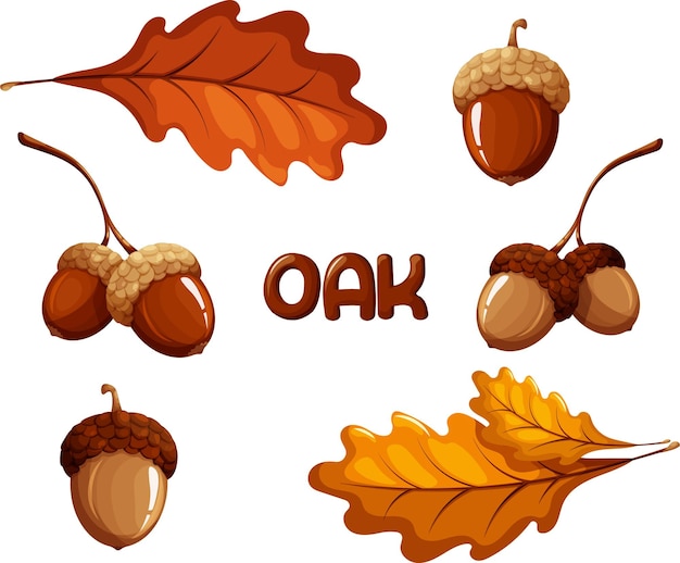 Set of acorns and oak leaves