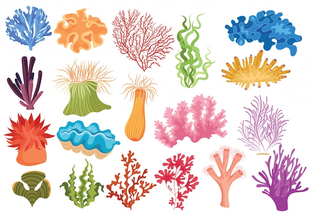 Set of algae. Collection of cartoon algae.