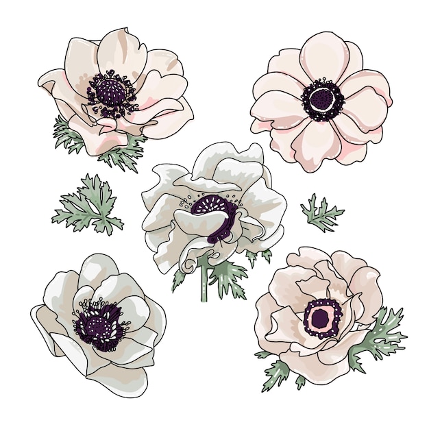 Vector set of anemones illustration for floral bouquet design