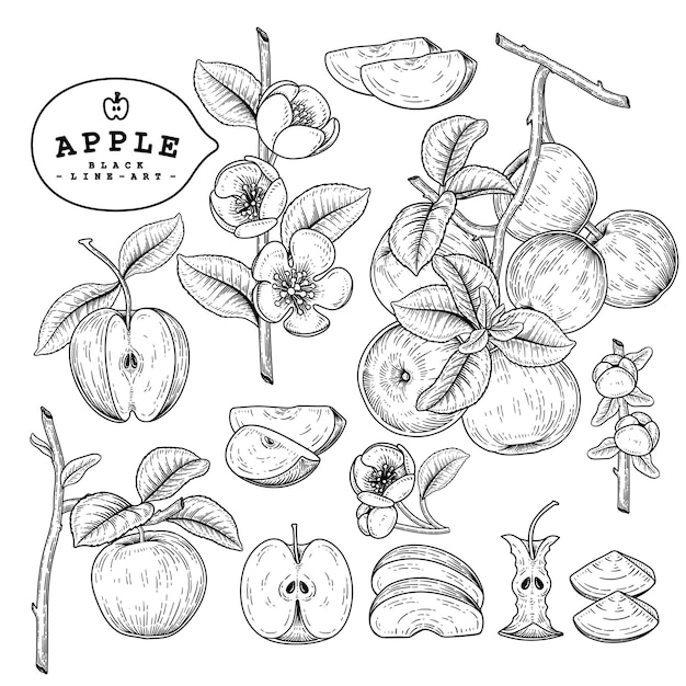 Set of Apple  Hand Drawn Botanical Illustrations.