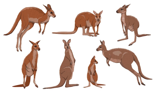 Set of Australian big red kangaroo Osphranter rufus females males and baby kangaroos