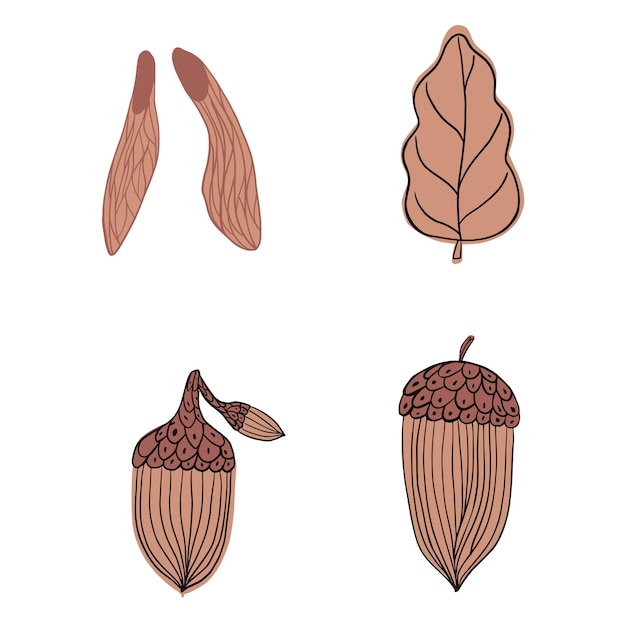 Set autumn elements isolated on white background. Decorative design Fraxinus seed, leaf and acorn in doodle style for any purpose.