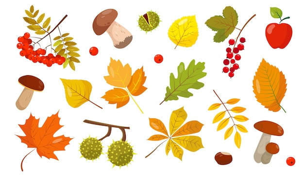 Set of autumn elements . Leaves, mushrooms and berries on white background for autumn .  illustration.