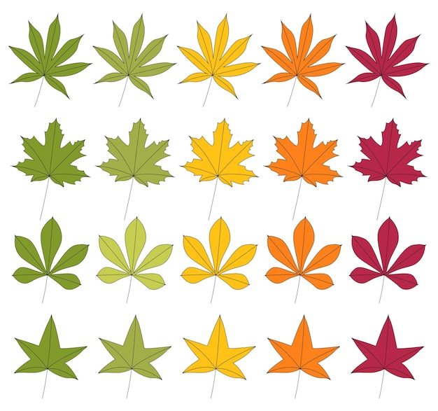 Set of autumn leaves. Maple, chestnut, japanese red maple and sweet gum tree