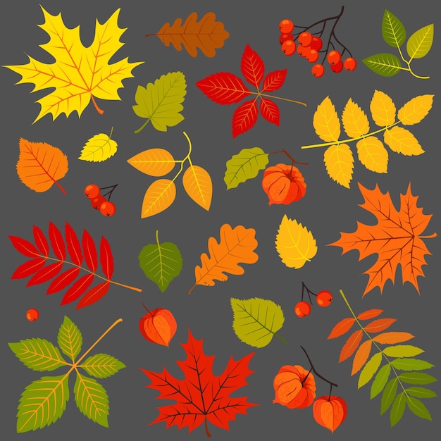 Set of autumn leaves, physalis and bunches of rowan isolated on gray background.