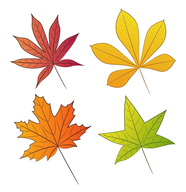 Set of autumn leaves with veins. Japanese red maple, chestnut, maple and sweet gum tree leaf.