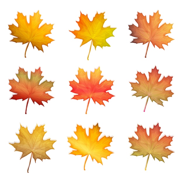 set of autumn maple leaves