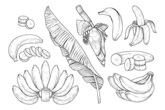 Set of banana fruit leaf and banana blossom hand drawn sketch