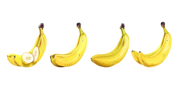 Vector set of bananas on a white background