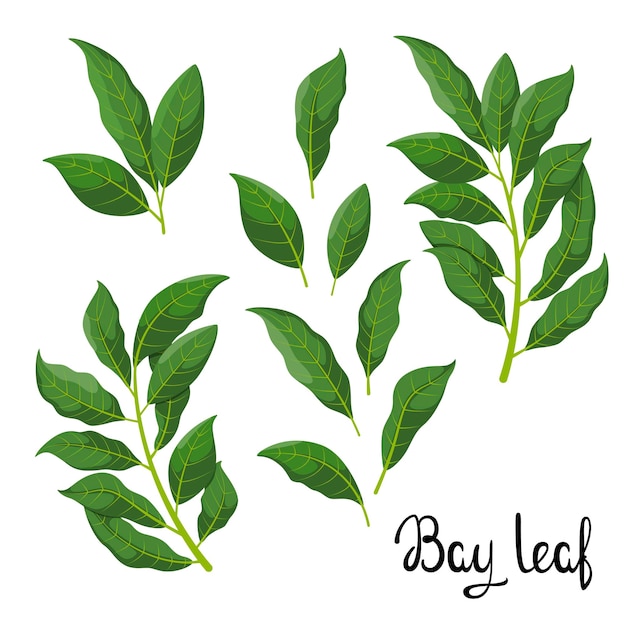 A set of bay leaves on a white background Herbs Vector illustration