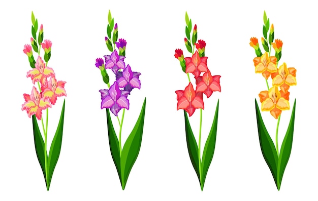 Set of beautiful colorful gladiolus in cartoon style Vector illustration of spring and summer flowers large and small sizes with closed and open buds on white background