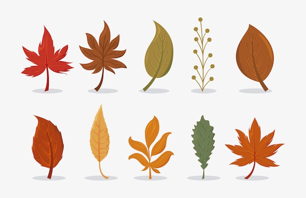 Set of beautiful and colourful autumn leaves on white