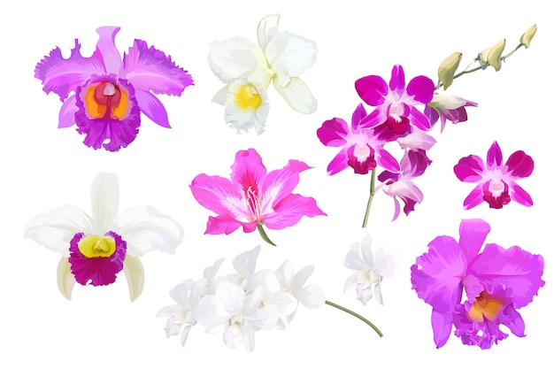 Set of beautiful orchid flowers