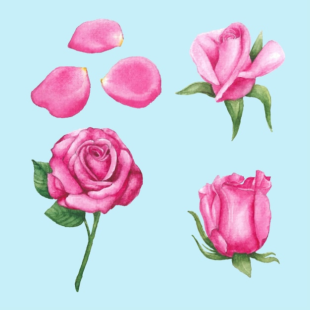 Set beautiful watercolor illustration of pink rose with decorative twigs bud and green leaves