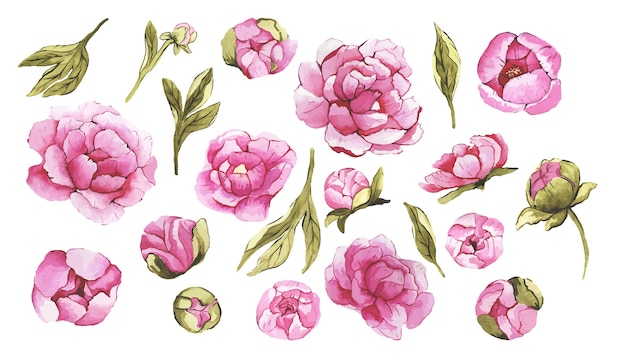 Set of beautiful watercolor pink peony flowers