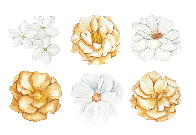 Set of beige and white flower buds watercolor