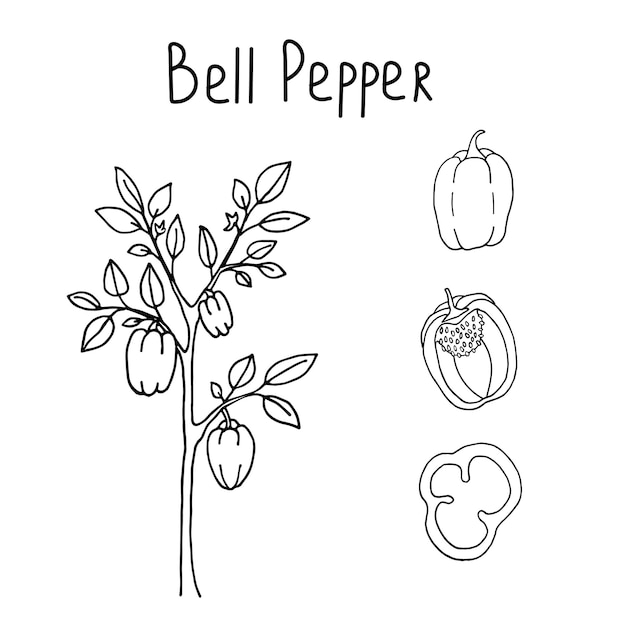 Set of bell peppers in doodle style