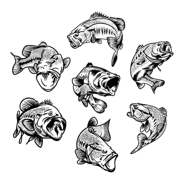 set of big bass fish illustration for fishing logo