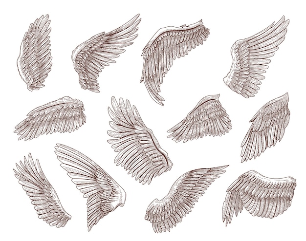 Set of bird or angel wings engraved sketches illustration