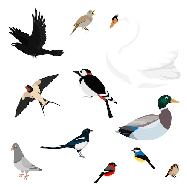 Set of birds isolated on white background