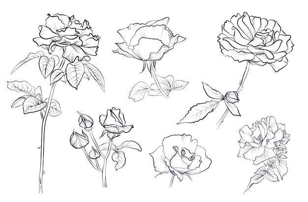 Vector a set of black and white handdrawn rose flowers vector