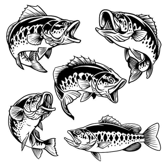 Set of black and white of largemouth bass fish