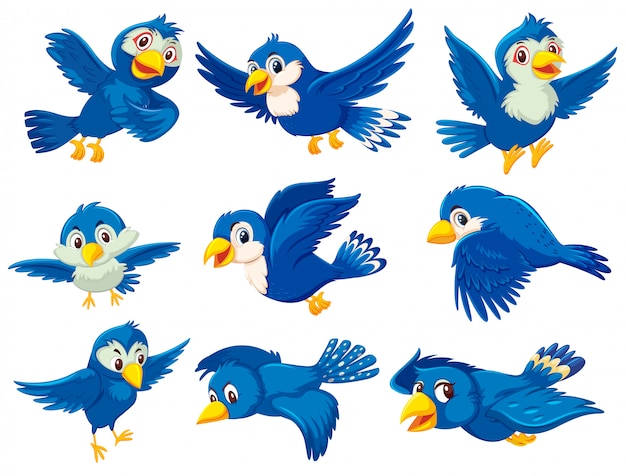 A set of blue bird