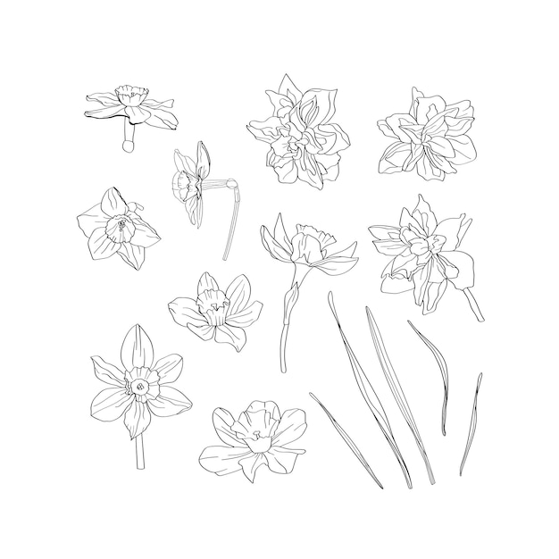 Set of botanical elements drawn by hand Flowers buds leaves of daffodils Narcissus