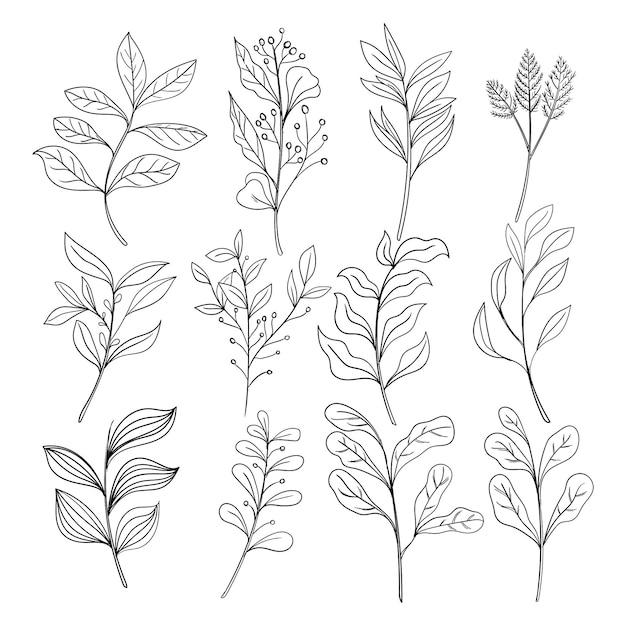 set of botanical leaf doodle wildflower line art