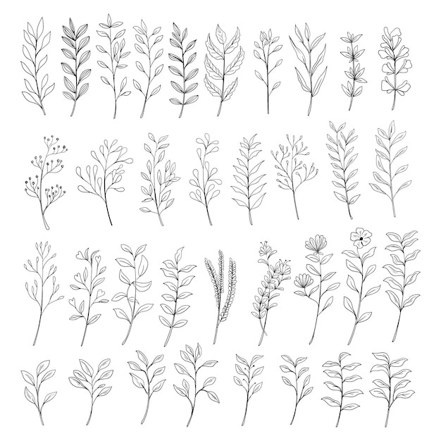 set of botanical leaf doodle wildflower line art