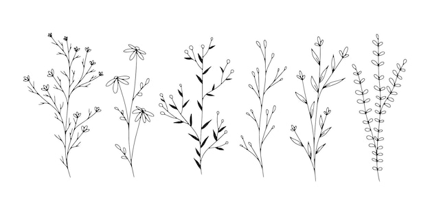 Set of botanical line art floral leaves plants Hand drawn sketch branches isolated on white