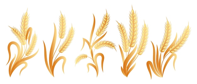 Set of bouquets of spikelets of wheat, rye, barley, golden design. Decor elements, icons, vector