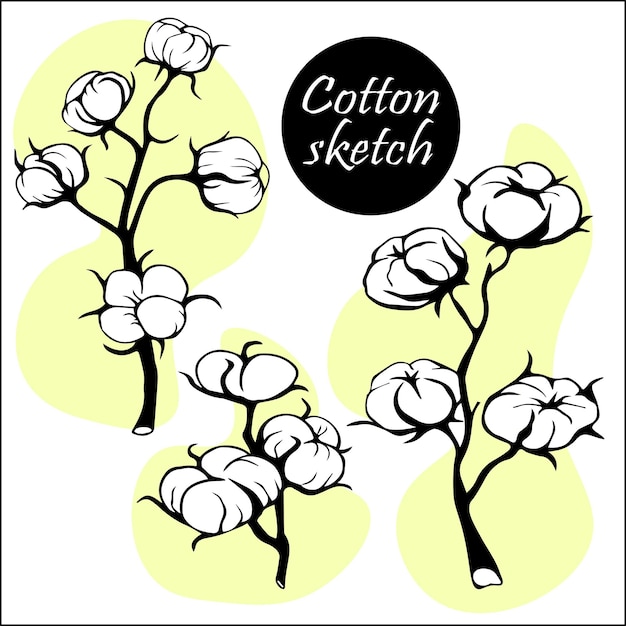 Vector set of branch of cotton flowers leaves of plant sketch botanical illustration wildflowers with stem