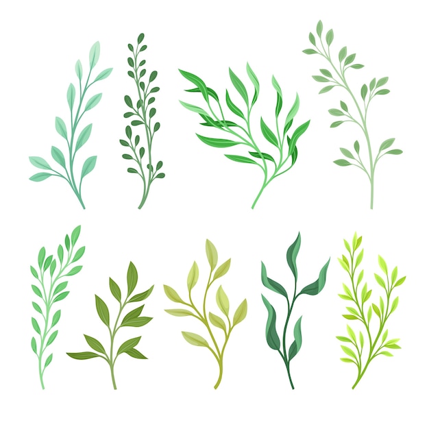 Set of branches of different plants with green leaves