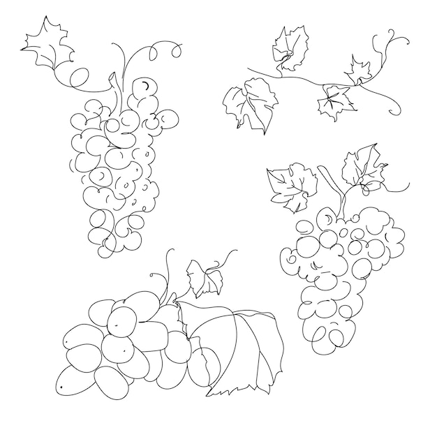 Set branches of vines of different grapes Botany elements drawn in outline style white background