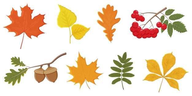 Set of bright autumn leaves and berries on a white background.